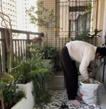 家庭养花用生根粉