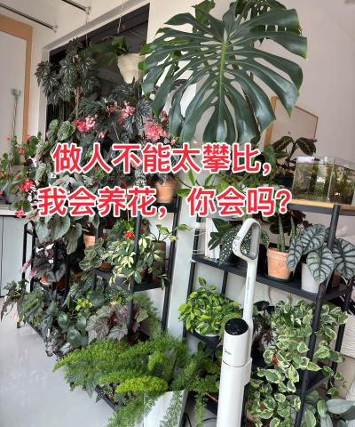 家庭养花用生根粉