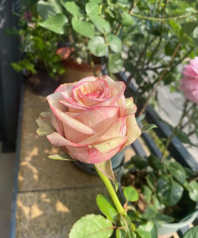 高脚杯养花的说说