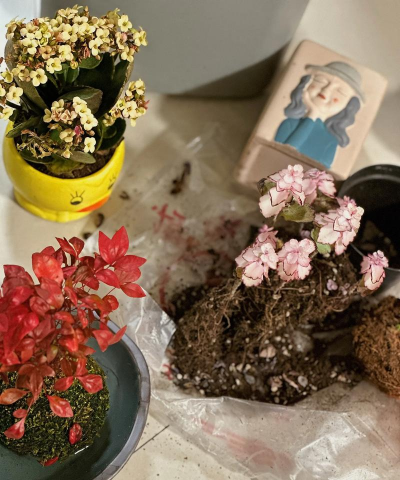 家庭养花用生根粉