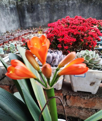 家庭养花用生根粉