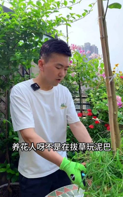 家庭养花用生根粉