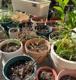 家庭养花用生根粉