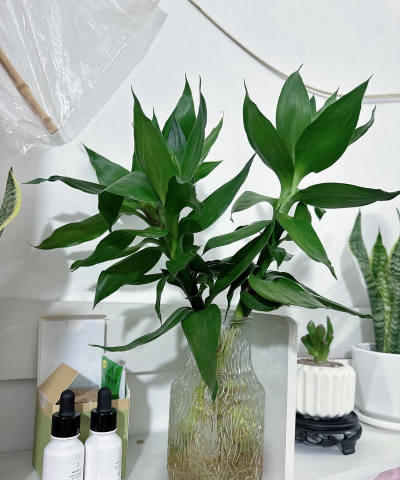 家庭养花用生根粉