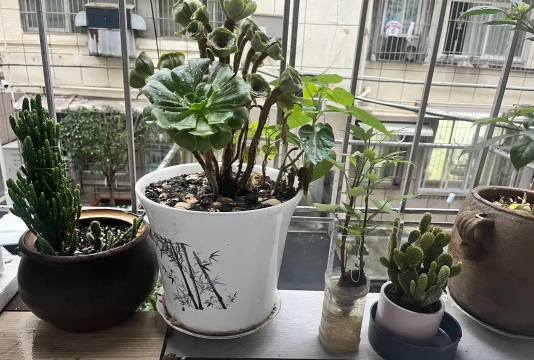 家庭养花用生根粉