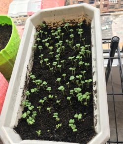 家庭养花用生根粉