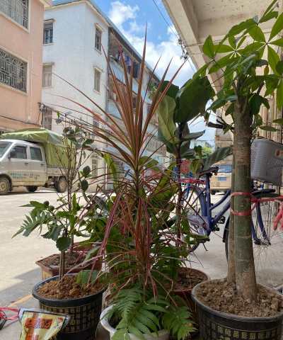 家庭养花用生根粉