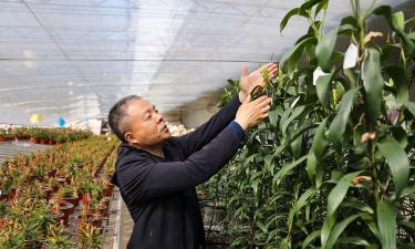 家庭养花用生根粉