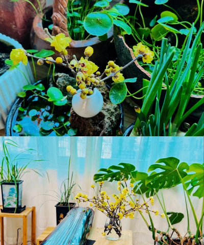 家庭养花用生根粉