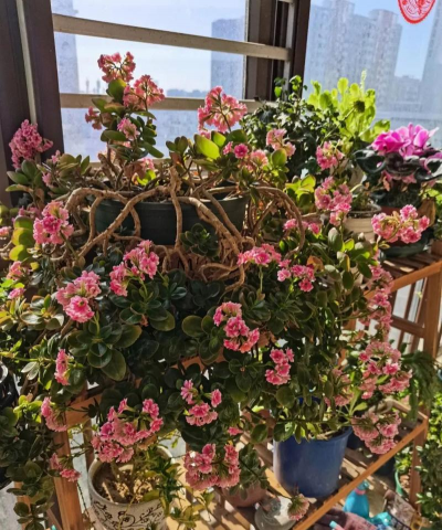 家庭养花用生根粉