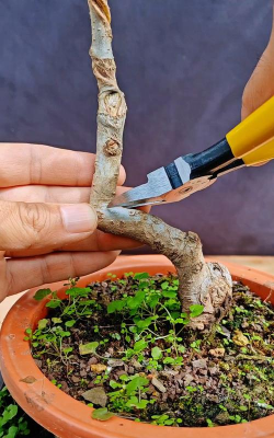 家庭养花用生根粉