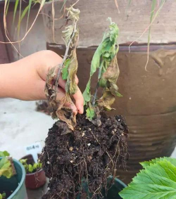 家庭养花用生根粉