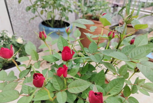 家庭养花用生根粉