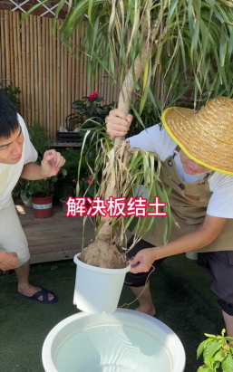 家庭养花用生根粉