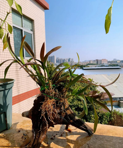 家庭养花用生根粉