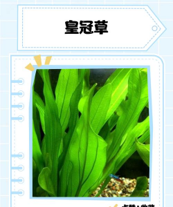 皇冠花 和什么叶子