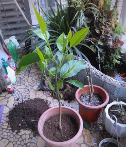 家庭养花用生根粉