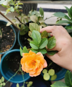 用葡萄果汁养花