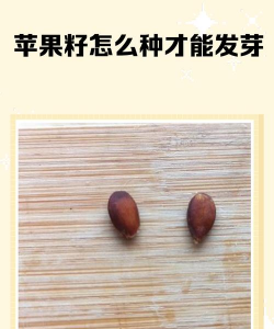 养花苹果籽怎么