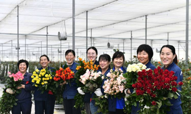 家庭养花用生根粉