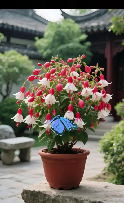 家庭养花用生根粉