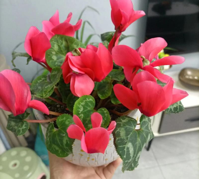 家庭养花用生根粉