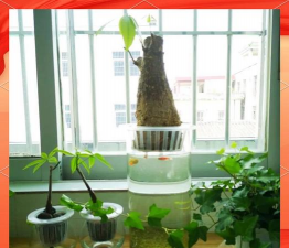 家庭养花用生根粉