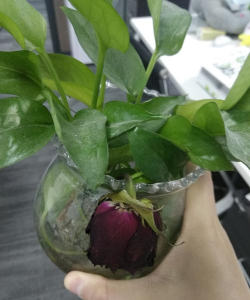 家庭养花用生根粉