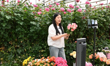 家庭养花用生根粉