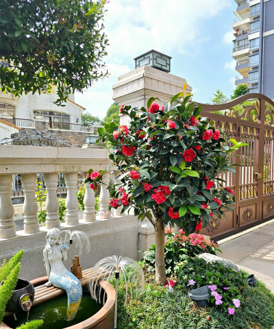 家庭养花用生根粉