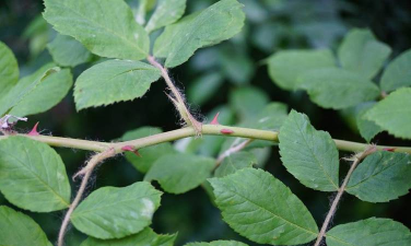 野蔷薇叶子什么颜色