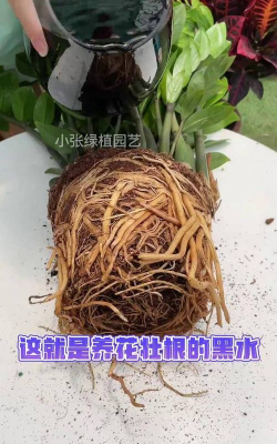 家庭养花用生根粉