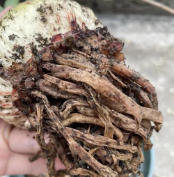 家庭养花用生根粉