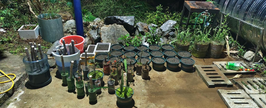 家庭养花用生根粉