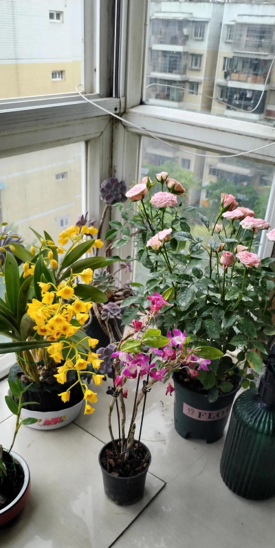 家庭养花用生根粉