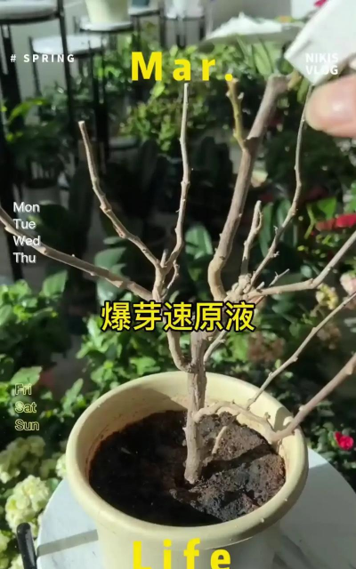 家庭养花用生根粉