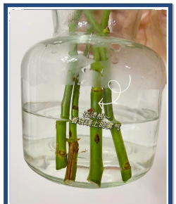 家庭养花用生根粉