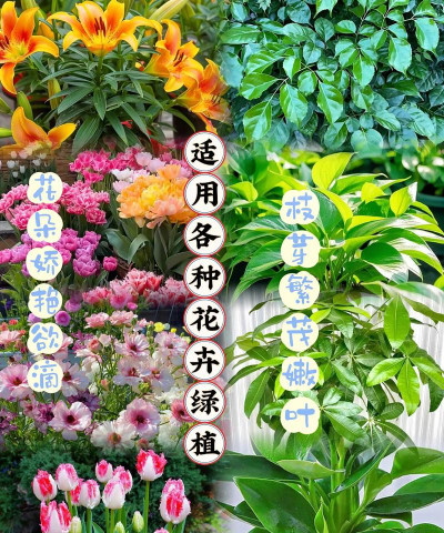 家庭养花用生根粉