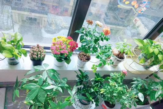 家庭养花用生根粉