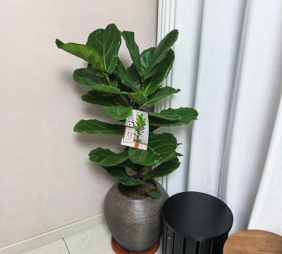 海绵宝宝养花有毒