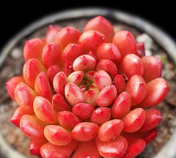 红心莲什么繁殖方式