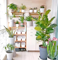 家庭养花用生根粉