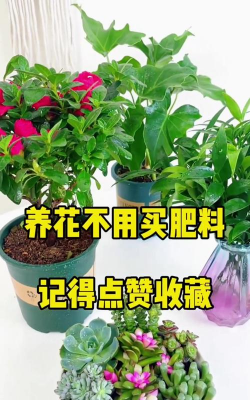 家庭养花用生根粉