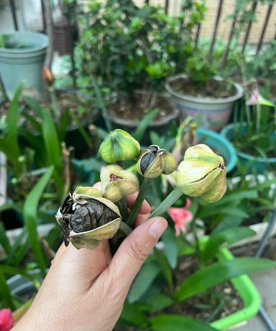 家庭养花用生根粉