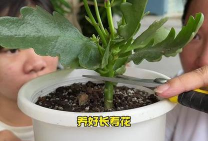 家庭养花用生根粉