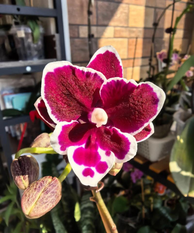 家庭养花用生根粉