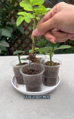 家庭养花用生根粉