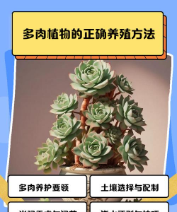 如何养殖弯曲多肉