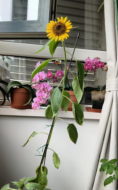 家庭养花用生根粉