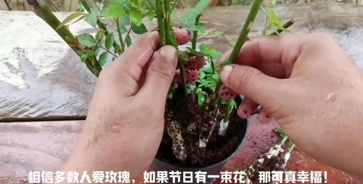 家庭养花用生根粉